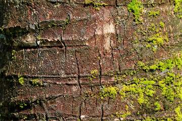Texture of Coconut Palm Rough Tree Trunk with Vibrant Green Mosses, for Background or Banner 
