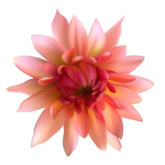 Floral background. Dahlia. Flower. Isolated. Pink. Petals.