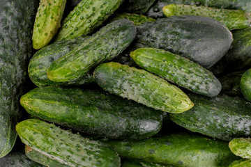 Background from a lot Fresh green cucumbers. Fresh vegetables. view from above