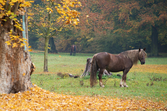 The horse on the meadow in the autumn