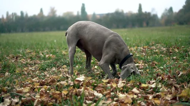 A hunting dog breed Weimaraner (Silver ghost) digging a hole in the ground in field