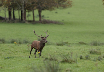 Red stag Ireland