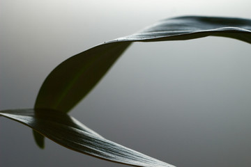 Macro Leaves