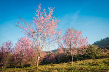 Fototapeta premium Wild himalayan cherry in sunshine day on top of mountain