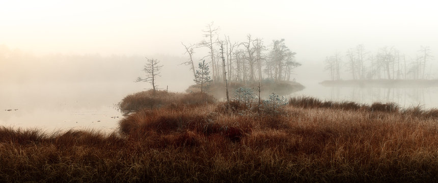 autumn misty swamp