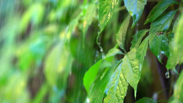Tropical rain. Drops of water flow down on tropical plants. Slow-motion shot.