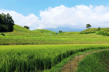 Fototapeta na wymiar 産山村　扇棚田