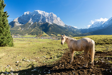 Fototapeta na wymiar Blick auf das Zugspitzmassiv bei Ehrwald