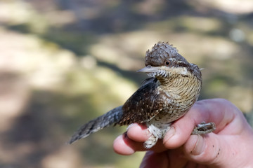wryneck