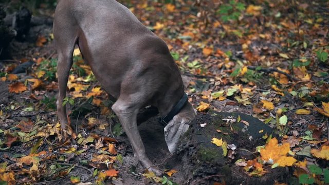 Slow motion of a hunting dog breed Weimaraner digging a hole in the ground in forest