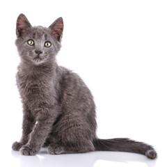 A gray kitten sits sideways. Isolated on a white background