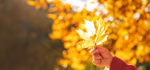 beautiful autumn leaves. Golden autumn. Selective focus.