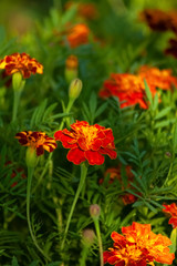 Flor de Muerto - Flowers of Dead.