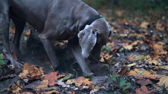 Slow motion of a hunting dog breed Weimaraner (Silver ghost) digging a hole in the ground in forest