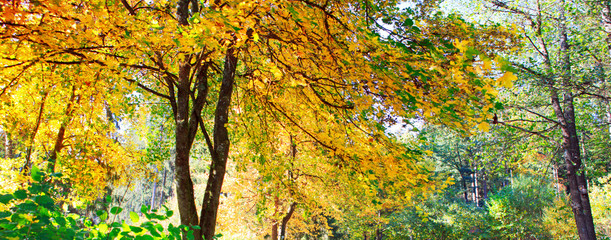 Yellow autumn maple tree in the city park. Autumn landscape.