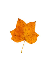 Orange leaf of tulip tree. 
Orange leaf of tulip tree isolated on a white background.

