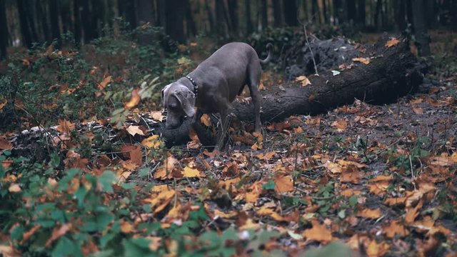 hunting dog breed Weimaraner (Silver ghost) digging a hole in the ground in forest