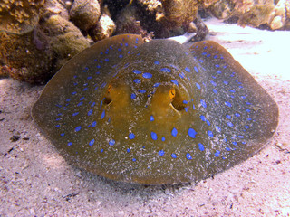 ray