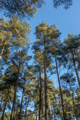 Tall trees in forest with blue sky