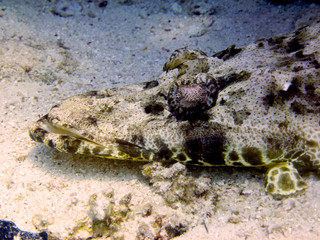 crocodale fish