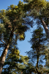 upward view of trees in forest