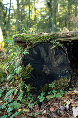 moss covered log and plank overgrown