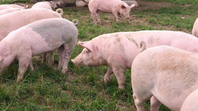 free roaming pigs in a meadow