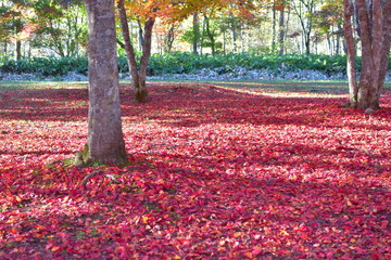 福原山荘の紅葉