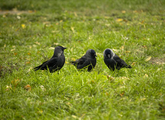 Three jackdaws sit in the green grass