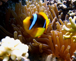 Naklejka na ściany i meble fish on coral reef