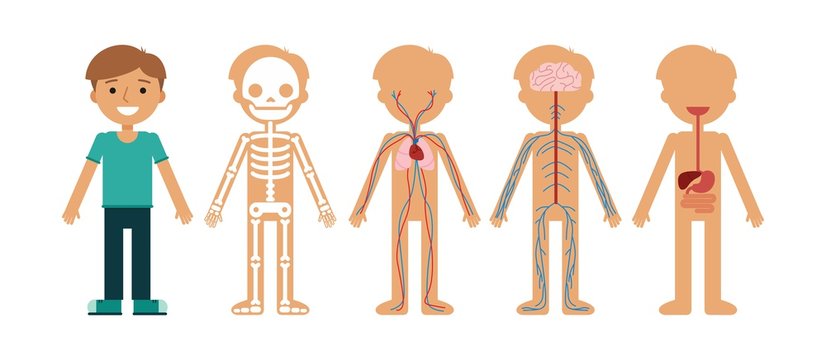 Boy body anatomy vector illustration. Human skeleton, circulatory system, nervous system and digestive systems.