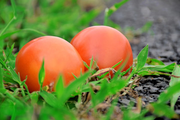 Red Tomato vegetable  in green grass