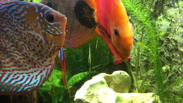 Diskusfische im Aquarium 