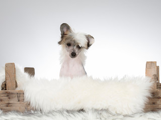 13 weeks old puppy, Chinese crested dog. Image taken in a studio with white background. 