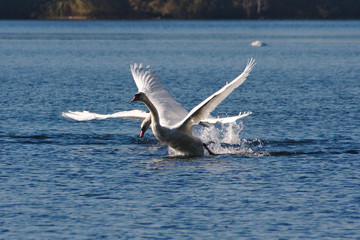 Kämpfende Schwan-Rivalen jagen sich über das Wasser