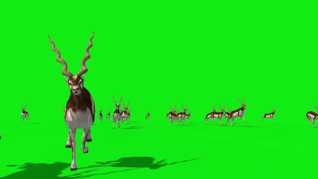 Group of Indian Antelopes Runs Front Green Screen 3D Rendering Animation