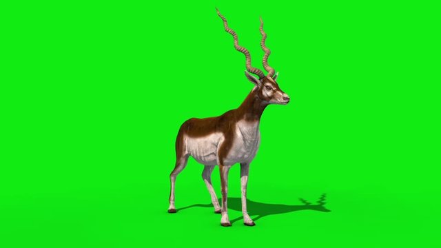 Indian Antelope Attack Front Loop Green Screen 3D Rendering Animation