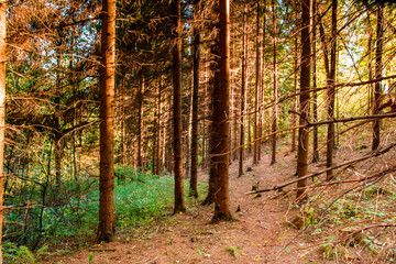 Jizerske Mountain - forest, autumn, Czech Republic