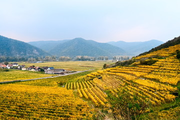 Vineyards in the Wachau