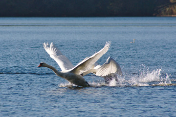 Kämpfende Schwan-Rivalen jagen sich über das Wasser