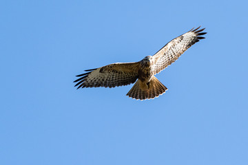 Buzzard 