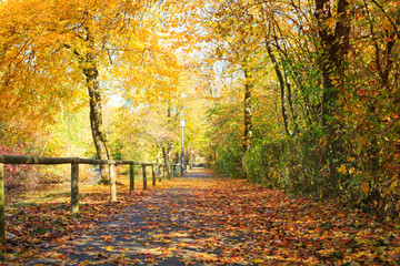 Colorful autumn Park with trees and sunshine in Germany.