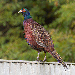 Pheasant fence