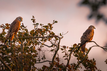 Kites at sunset
