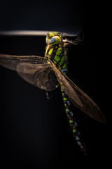 Drangonfly light