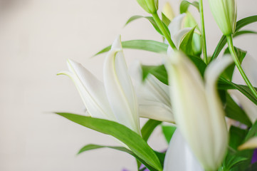 White lily flowers and buds close up