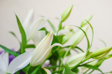 Fototapeta na wymiar White lily flowers and buds close up