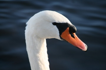 Fototapeta premium Schwanenkopf - See - Höckerschwan
