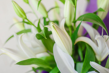 White lily flowers and buds close up