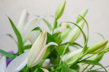 White lily flowers and buds close up